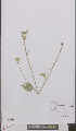  ( - L 0895746)  @11 [ ] CreativeCommons - Attribution Non-Commercial Share-Alike (2012) Naturalis Biodiversity center Naturalis Biodiversity center