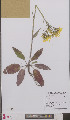  (Hieracium murorum - L 0895743)  @11 [ ] CreativeCommons - Attribution Non-Commercial Share-Alike (2012) Naturalis Biodiversity center Naturalis Biodiversity center