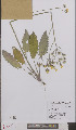  (Hieracium murorum henrardii - L 0895742)  @11 [ ] CreativeCommons - Attribution Non-Commercial Share-Alike (2012) Naturalis Biodiversity center Naturalis Biodiversity center