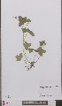  ( - L 0895741)  @11 [ ] CreativeCommons - Attribution Non-Commercial Share-Alike (2012) Naturalis Biodiversity center Naturalis Biodiversity center