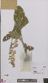  ( - L 0895863)  @11 [ ] CreativeCommons - Attribution Non-Commercial Share-Alike (2012) Naturalis Biodiversity center Naturalis Biodiversity center