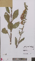  ( - L 0895871)  @11 [ ] CreativeCommons - Attribution Non-Commercial Share-Alike (2012) Naturalis Biodiversity center Naturalis Biodiversity center