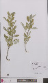  ( - L 0895876)  @11 [ ] CreativeCommons - Attribution Non-Commercial Share-Alike (2012) Naturalis Biodiversity center Naturalis Biodiversity center