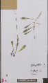  ( - L 0895880)  @11 [ ] CreativeCommons - Attribution Non-Commercial Share-Alike (2012) Naturalis Biodiversity center Naturalis Biodiversity center