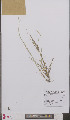  (Carex trinervis - L 0895882)  @11 [ ] CreativeCommons - Attribution Non-Commercial Share-Alike (2012) Naturalis Biodiversity center Naturalis Biodiversity center