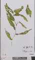  ( - L 0895885)  @11 [ ] CreativeCommons - Attribution Non-Commercial Share-Alike (2012) Naturalis Biodiversity center Naturalis Biodiversity center