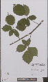  (Rubus splendidus - L 0895895)  @11 [ ] CreativeCommons - Attribution Non-Commercial Share-Alike (2012) Naturalis Biodiversity center Naturalis Biodiversity center