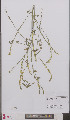  ( - L 0895903)  @11 [ ] CreativeCommons - Attribution Non-Commercial Share-Alike (2012) Naturalis Biodiversity center Naturalis Biodiversity center