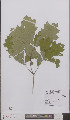  ( - L 0895906)  @11 [ ] CreativeCommons - Attribution Non-Commercial Share-Alike (2012) Naturalis Biodiversity center Naturalis Biodiversity center