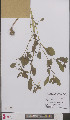  ( - L 0895920)  @11 [ ] CreativeCommons - Attribution Non-Commercial Share-Alike (2012) Naturalis Biodiversity center Naturalis Biodiversity center