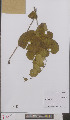  ( - L 0895929)  @11 [ ] CreativeCommons - Attribution Non-Commercial Share-Alike (2012) Naturalis Biodiversity center Naturalis Biodiversity center