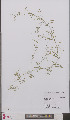  (Vicia tetrasperma - L 0895894)  @11 [ ] CreativeCommons - Attribution Non-Commercial Share-Alike (2012) Naturalis Biodiversity center Naturalis Biodiversity center