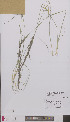  ( - L 0895942)  @11 [ ] CreativeCommons - Attribution Non-Commercial Share-Alike (2012) Naturalis Biodiversity center Naturalis Biodiversity center