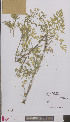  ( - L 0896017)  @11 [ ] CreativeCommons - Attribution Non-Commercial Share-Alike (2012) Naturalis Biodiversity center Naturalis Biodiversity center