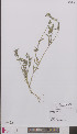  ( - L 0895971)  @11 [ ] CreativeCommons - Attribution Non-Commercial Share-Alike (2012) Naturalis Biodiversity center Naturalis Biodiversity center