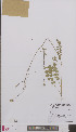  (Sanguisorba minor - L 0895970)  @11 [ ] CreativeCommons - Attribution Non-Commercial Share-Alike (2012) Naturalis Biodiversity center Naturalis Biodiversity center