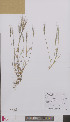  (Festuca fasciculata - L 0895954)  @11 [ ] CreativeCommons - Attribution Non-Commercial Share-Alike (2012) Naturalis Biodiversity center Naturalis Biodiversity center