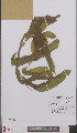  ( - L 0895931)  @11 [ ] CreativeCommons - Attribution Non-Commercial Share-Alike (2012) Naturalis Biodiversity center Naturalis Biodiversity center