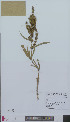  (Rumex salicifolius - L 0896072)  @11 [ ] CreativeCommons - Attribution Non-Commercial Share-Alike (2012) Naturalis Biodiversity center Naturalis Biodiversity center
