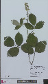  (Rubus bovinus - L 0896040)  @11 [ ] CreativeCommons - Attribution Non-Commercial Share-Alike (2012) Naturalis Biodiversity center Naturalis Biodiversity center