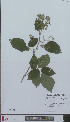  (Rubus ignoratus - L 0896085)  @11 [ ] CreativeCommons - Attribution Non-Commercial Share-Alike (2012) Naturalis Biodiversity center Naturalis Biodiversity center