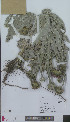  ( - L 0896156)  @11 [ ] CreativeCommons - Attribution Non-Commercial Share-Alike (2012) Naturalis Biodiversity center Naturalis Biodiversity center