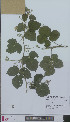 (Rubus neanias - L 0896208)  @11 [ ] CreativeCommons - Attribution Non-Commercial Share-Alike (2012) Naturalis Biodiversity center Naturalis Biodiversity center