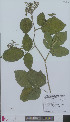  (Rubus picearum - L 0896195)  @11 [ ] CreativeCommons - Attribution Non-Commercial Share-Alike (2012) Naturalis Biodiversity center Naturalis Biodiversity center