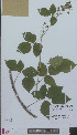  (Rubus deweveri - L 0896190)  @11 [ ] CreativeCommons - Attribution Non-Commercial Share-Alike (2012) Naturalis Biodiversity center Naturalis Biodiversity center