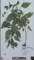  ( - L 0896243)  @11 [ ] CreativeCommons - Attribution Non-Commercial Share-Alike (2012) Naturalis Biodiversity center Naturalis Biodiversity center