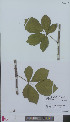  (Rubus canduliger - L 0896265)  @11 [ ] CreativeCommons - Attribution Non-Commercial Share-Alike (2012) Naturalis Biodiversity center Naturalis Biodiversity center