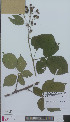  ( - L 0896309)  @11 [ ] CreativeCommons - Attribution Non-Commercial Share-Alike (2012) Naturalis Biodiversity center Naturalis Biodiversity center
