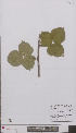  (Rubus passionis - L 0896315)  @11 [ ] CreativeCommons - Attribution Non-Commercial Share-Alike (2012) Naturalis Biodiversity center Naturalis Biodiversity center