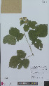  (Rubus spiculus - L 0896325)  @11 [ ] CreativeCommons - Attribution Non-Commercial Share-Alike (2012) Naturalis Biodiversity center Naturalis Biodiversity center