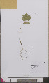  ( - L 0892607)  @11 [ ] CreativeCommons - Attribution Non-Commercial Share-Alike (2012) Naturalis Biodiversity center Naturalis Biodiversity center
