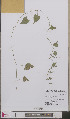  ( - L 0892604)  @11 [ ] CreativeCommons - Attribution Non-Commercial Share-Alike (2012) Naturalis Biodiversity center Naturalis Biodiversity center