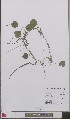  ( - L 0892591)  @11 [ ] CreativeCommons - Attribution Non-Commercial Share-Alike (2012) Naturalis Biodiversity center Naturalis Biodiversity center