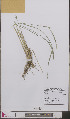  ( - L 0892588)  @11 [ ] CreativeCommons - Attribution Non-Commercial Share-Alike (2012) Naturalis Biodiversity center Naturalis Biodiversity center