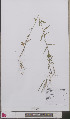  ( - L 0892585)  @11 [ ] CreativeCommons - Attribution Non-Commercial Share-Alike (2012) Naturalis Biodiversity center Naturalis Biodiversity center