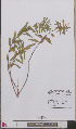  (Euphorbia palustris - L 0892583)  @11 [ ] CreativeCommons - Attribution Non-Commercial Share-Alike (2012) Naturalis Biodiversity center Naturalis Biodiversity center