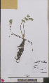  ( - L 0892581)  @11 [ ] CreativeCommons - Attribution Non-Commercial Share-Alike (2012) Naturalis Biodiversity center Naturalis Biodiversity center