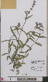  ( - L 0892578)  @11 [ ] CreativeCommons - Attribution Non-Commercial Share-Alike (2012) Naturalis Biodiversity center Naturalis Biodiversity center