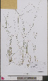  ( - L 0892565)  @11 [ ] CreativeCommons - Attribution Non-Commercial Share-Alike (2012) Naturalis Biodiversity center Naturalis Biodiversity center