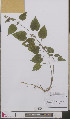  ( - L 0892562)  @11 [ ] CreativeCommons - Attribution Non-Commercial Share-Alike (2012) Naturalis Biodiversity center Naturalis Biodiversity center
