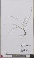 ( - L 0892649)  @11 [ ] CreativeCommons - Attribution Non-Commercial Share-Alike (2012) Naturalis Biodiversity center Naturalis Biodiversity center