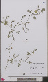  ( - L 0892638)  @11 [ ] CreativeCommons - Attribution Non-Commercial Share-Alike (2012) Naturalis Biodiversity center Naturalis Biodiversity center