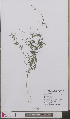  ( - L 0892645)  @11 [ ] CreativeCommons - Attribution Non-Commercial Share-Alike (2012) Naturalis Biodiversity center Naturalis Biodiversity center