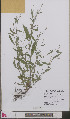  ( - L 0892642)  @11 [ ] CreativeCommons - Attribution Non-Commercial Share-Alike (2012) Naturalis Biodiversity center Naturalis Biodiversity center