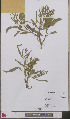  ( - L 0892622)  @11 [ ] CreativeCommons - Attribution Non-Commercial Share-Alike (2012) Naturalis Biodiversity center Naturalis Biodiversity center