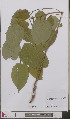  (Fallopia x bohemica - L 0892407)  @11 [ ] CreativeCommons - Attribution Non-Commercial Share-Alike (2012) Naturalis Biodiversity center Naturalis Biodiversity center